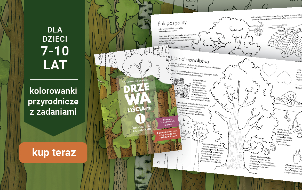 Idziemy na spacer. Drzewa liściaste - zeszyt edukacyjny dla dzieci