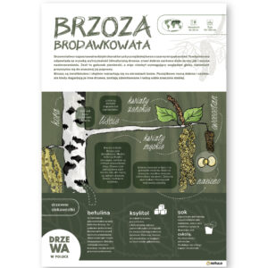 Brzoza brodawkowata - plakat edukacyjny